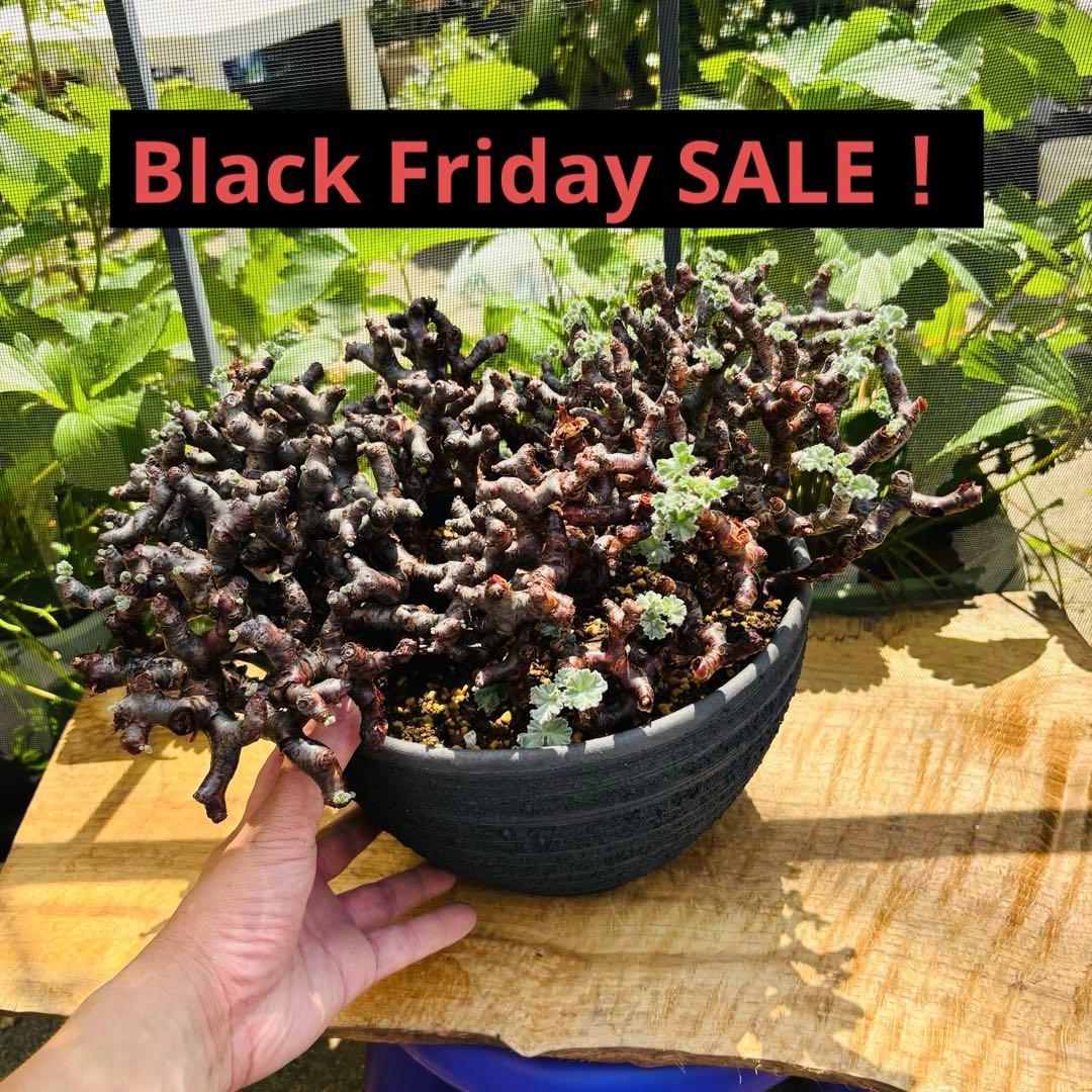 SALE！バランス最高株 休眠明け ペラルゴニウム ミラビレ 現地株 現地球