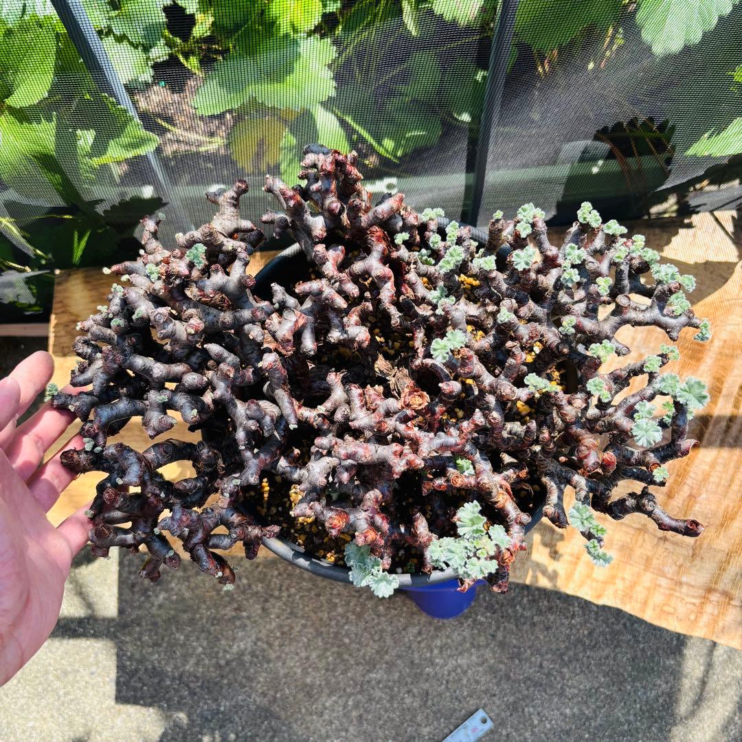 SALE！バランス最高株 休眠明け ペラルゴニウム ミラビレ 現地株 現地球