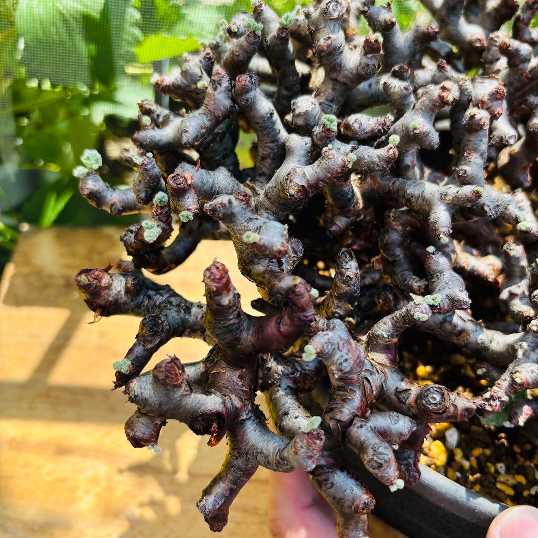 SALE！バランス最高株 休眠明け ペラルゴニウム ミラビレ 現地株 現地球