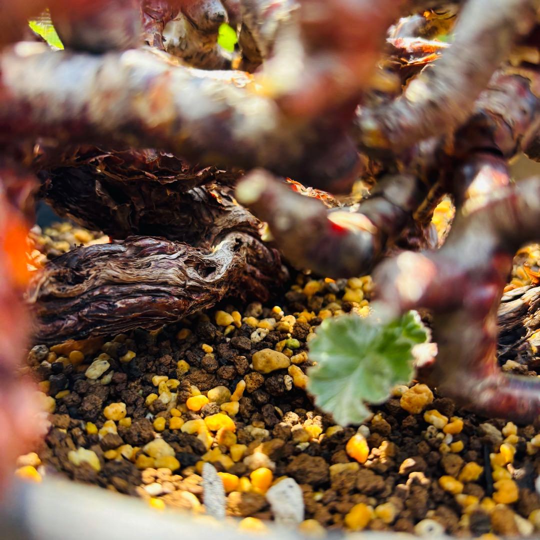 SALE！バランス最高株 休眠明け ペラルゴニウム ミラビレ 現地株 現地球