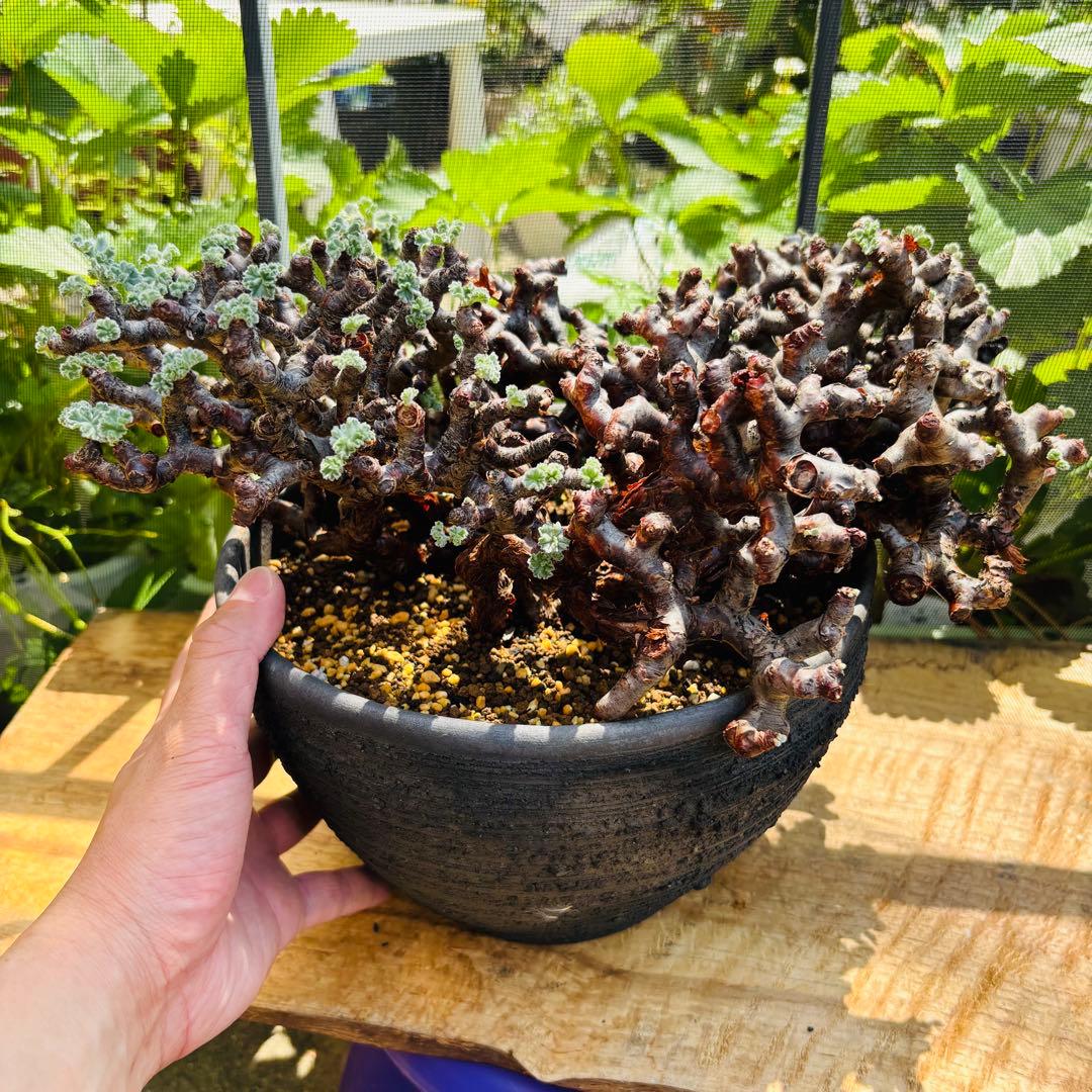 SALE！バランス最高株 休眠明け ペラルゴニウム ミラビレ 現地株 現地球