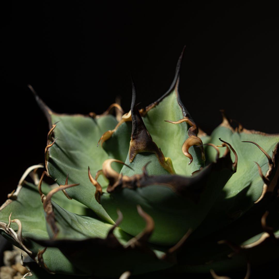 Agave titanota ‘Hades’