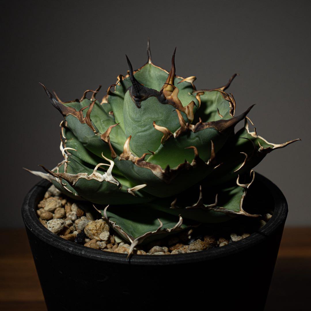 Agave titanota ‘Hades’