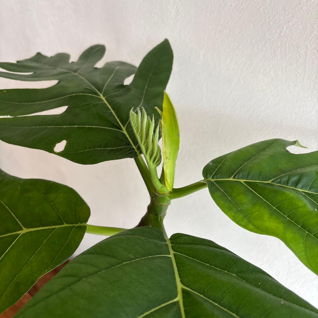 パンノキ　85cm 鉢　観葉植物　実生　グリーン　レア　ハワイアンキルト　ハワイ