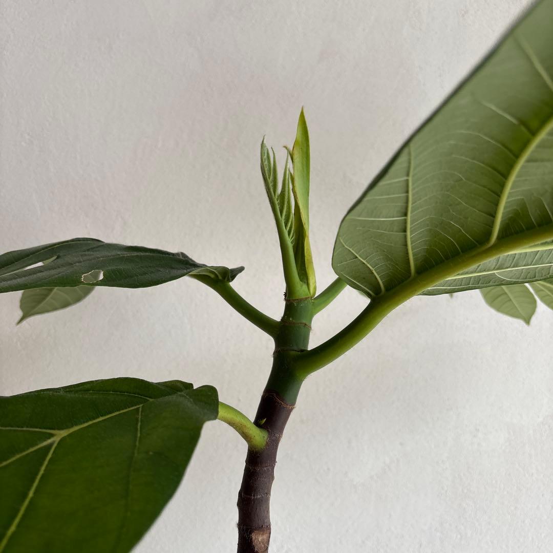 パンノキ　85cm 鉢　観葉植物　実生　グリーン　レア　ハワイアンキルト　ハワイ