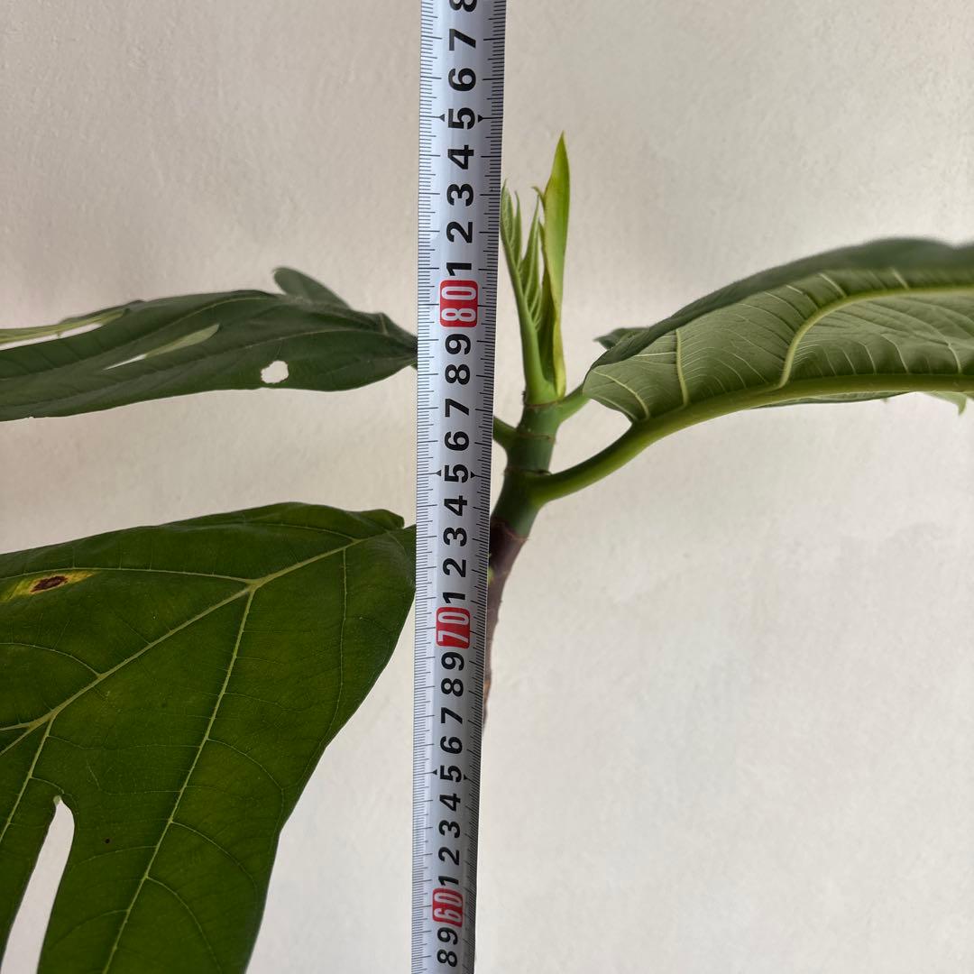 パンノキ　85cm 鉢　観葉植物　実生　グリーン　レア　ハワイアンキルト　ハワイ