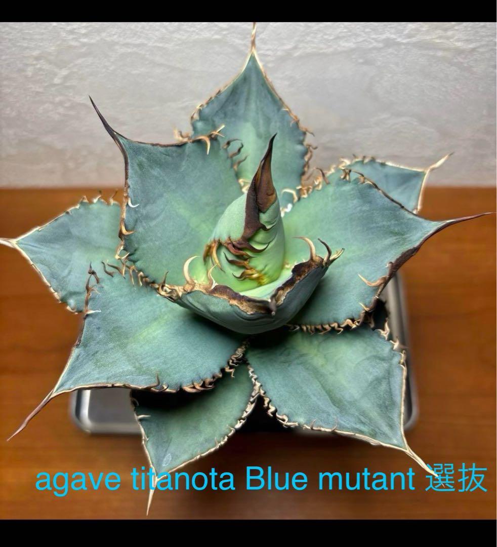 アガベ　チタノタ　ブルー実生選抜