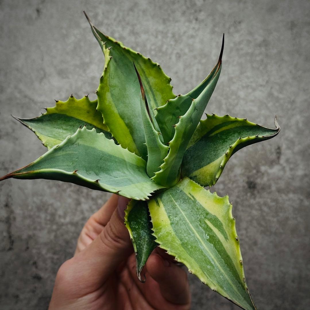 芋*祭様 多肉植物・アガベ・オルカ・斑入り・SSS級美株