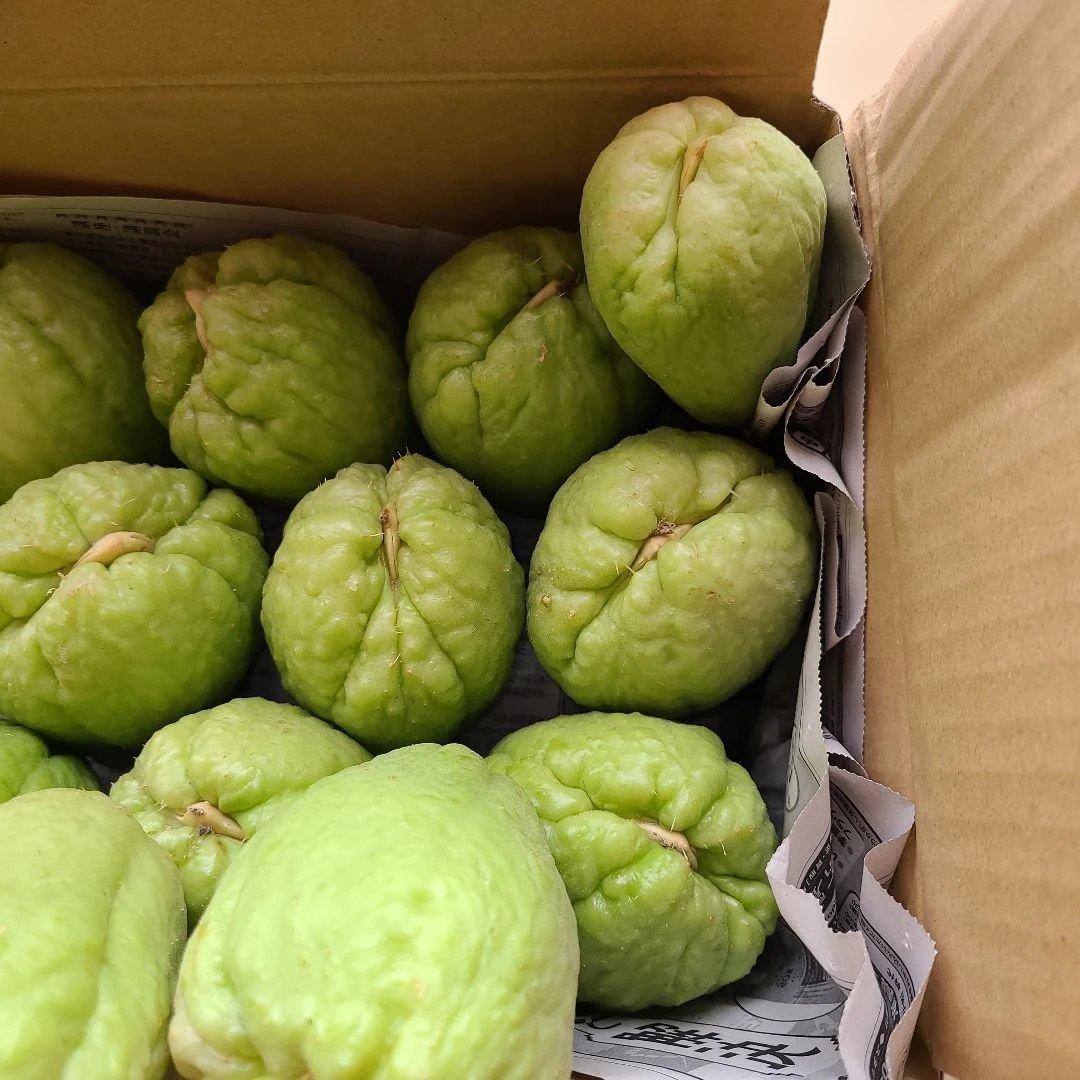 ハヤトウリ種　15個