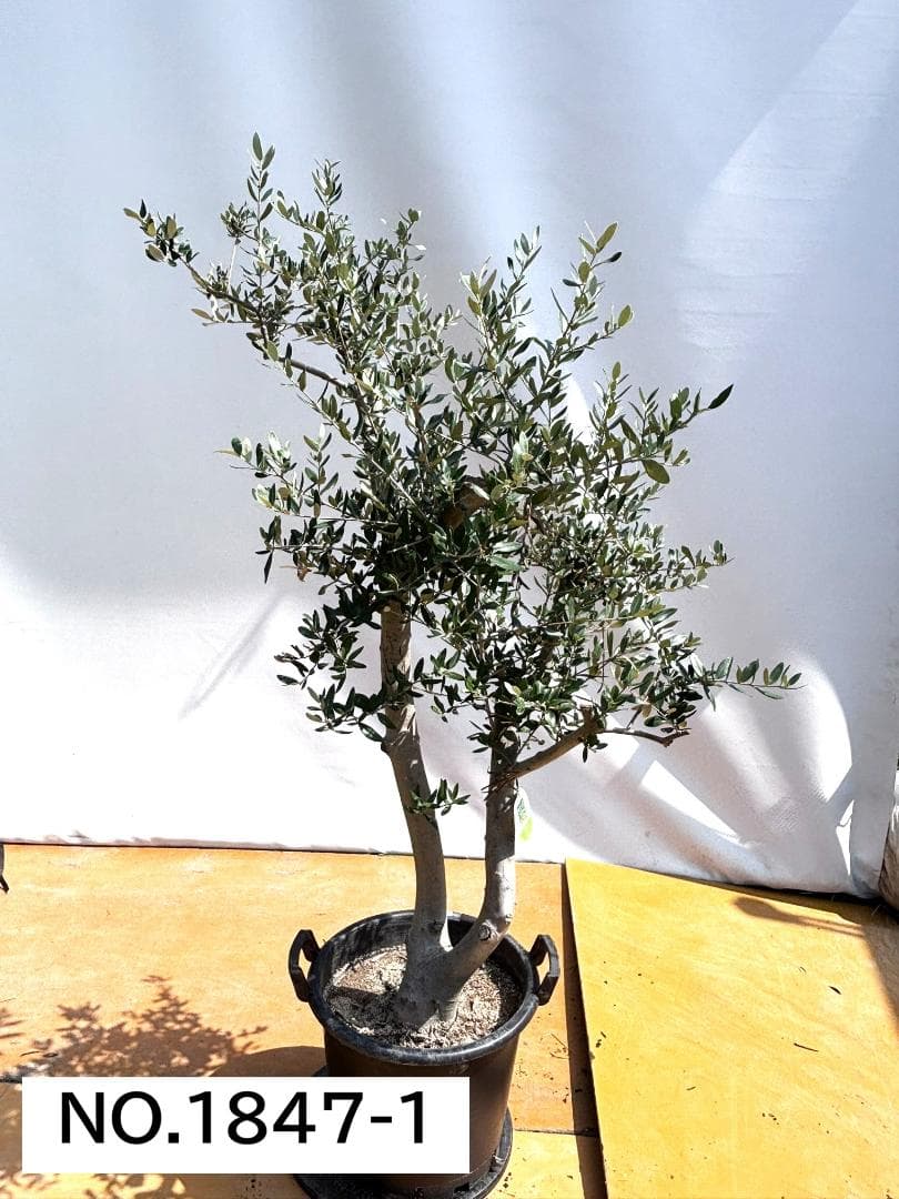 オリーブの木　ヘレナ　約160cm　NO.1847　大型　現品掲載　古木