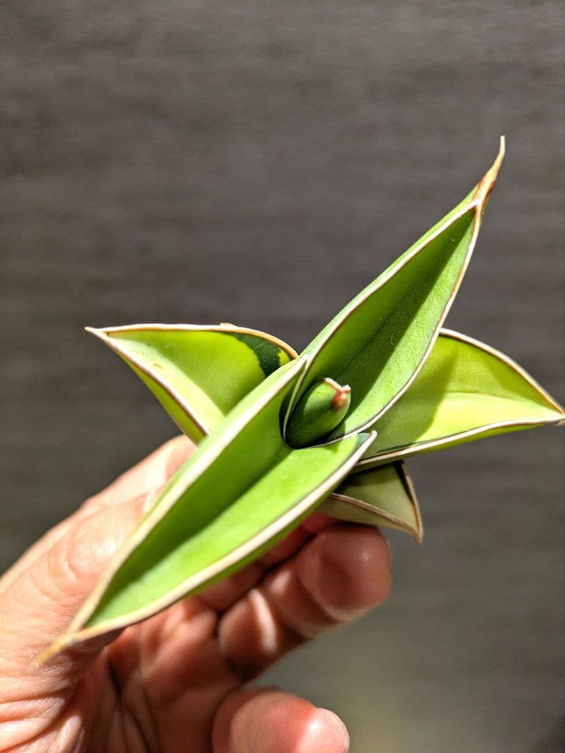 サンスベリア　ロリダ　グリーン斑　輸入極上株　サンセベリア　サボテン　多肉植物
