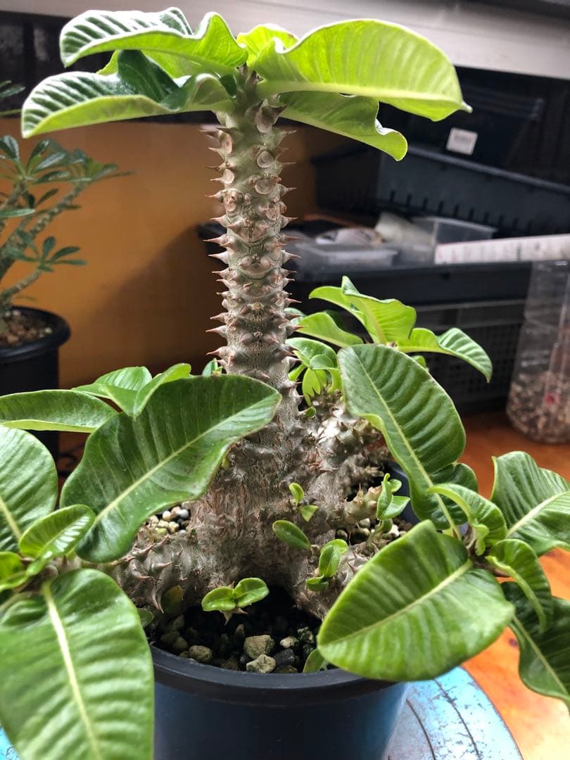 パキポディウム　ウィンゾリー　国内実生株　③