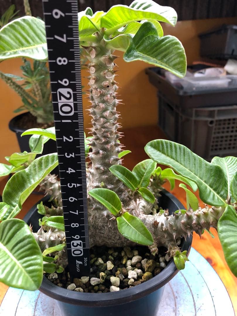 パキポディウム　ウィンゾリー　国内実生株　③