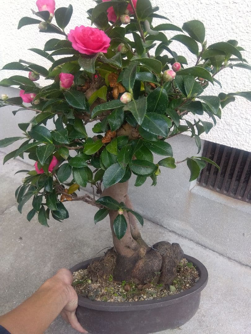 サザンカ　山茶花　盆栽　11号陶器鉢　幹太❗　①