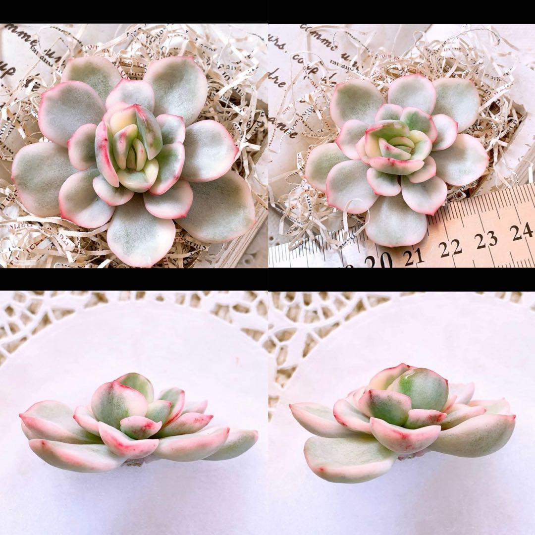 ☆ちび様☆専用です