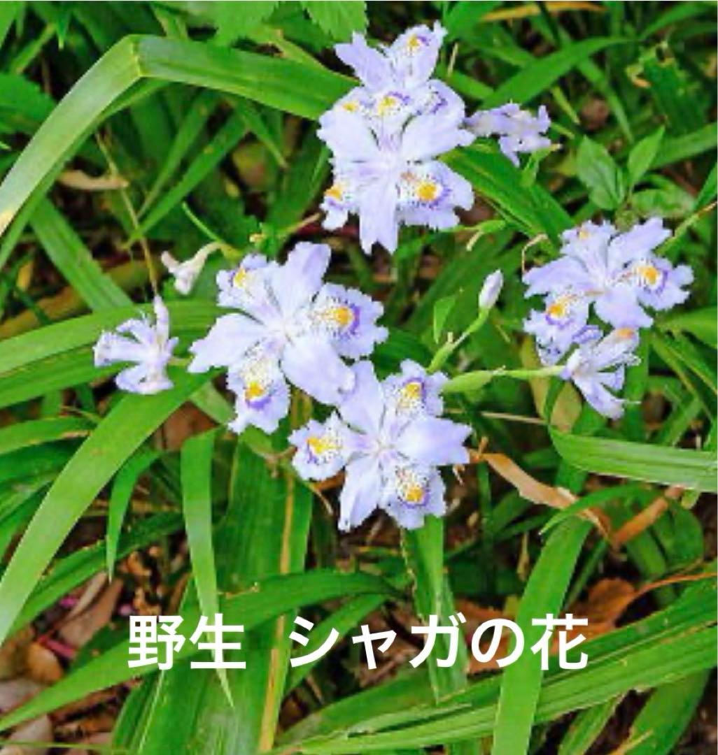 トールペイント作品　白鷺とシャガ