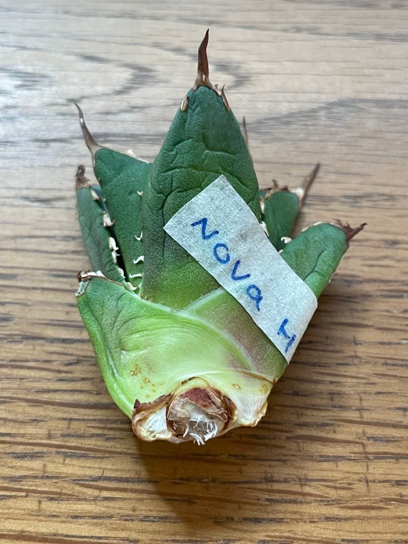 確認用　NOVA