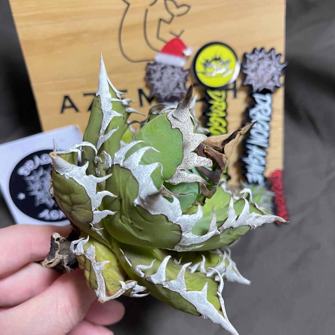 アガベ 赤猫 ドラゴンアガベ　Doragon agave