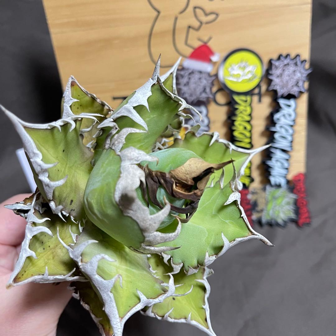 アガベ 赤猫 ドラゴンアガベ　Doragon agave