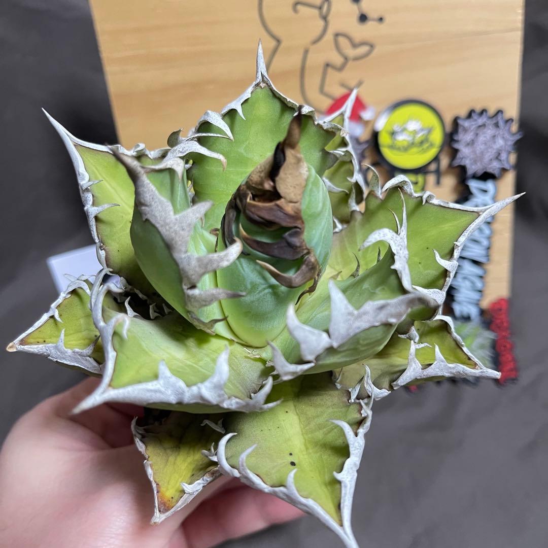 アガベ 赤猫 ドラゴンアガベ　Doragon agave