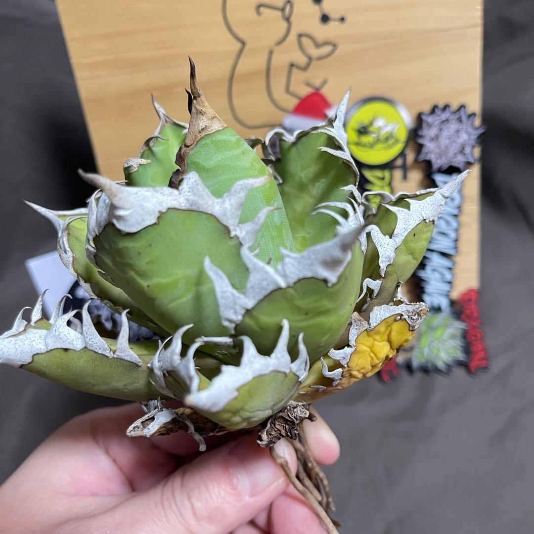 アガベ 赤猫 ドラゴンアガベ　Doragon agave