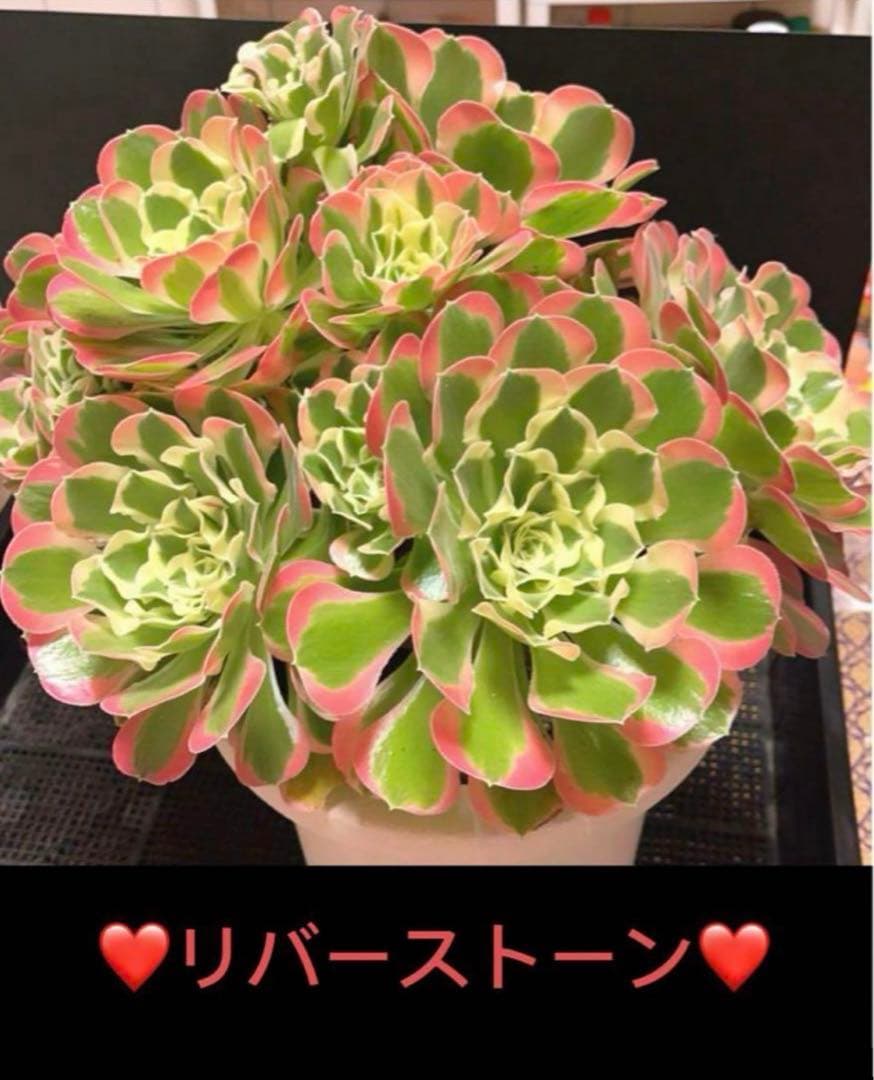 ❤️アエオニウム錦❤️リバーストーン❤️ 状態画像