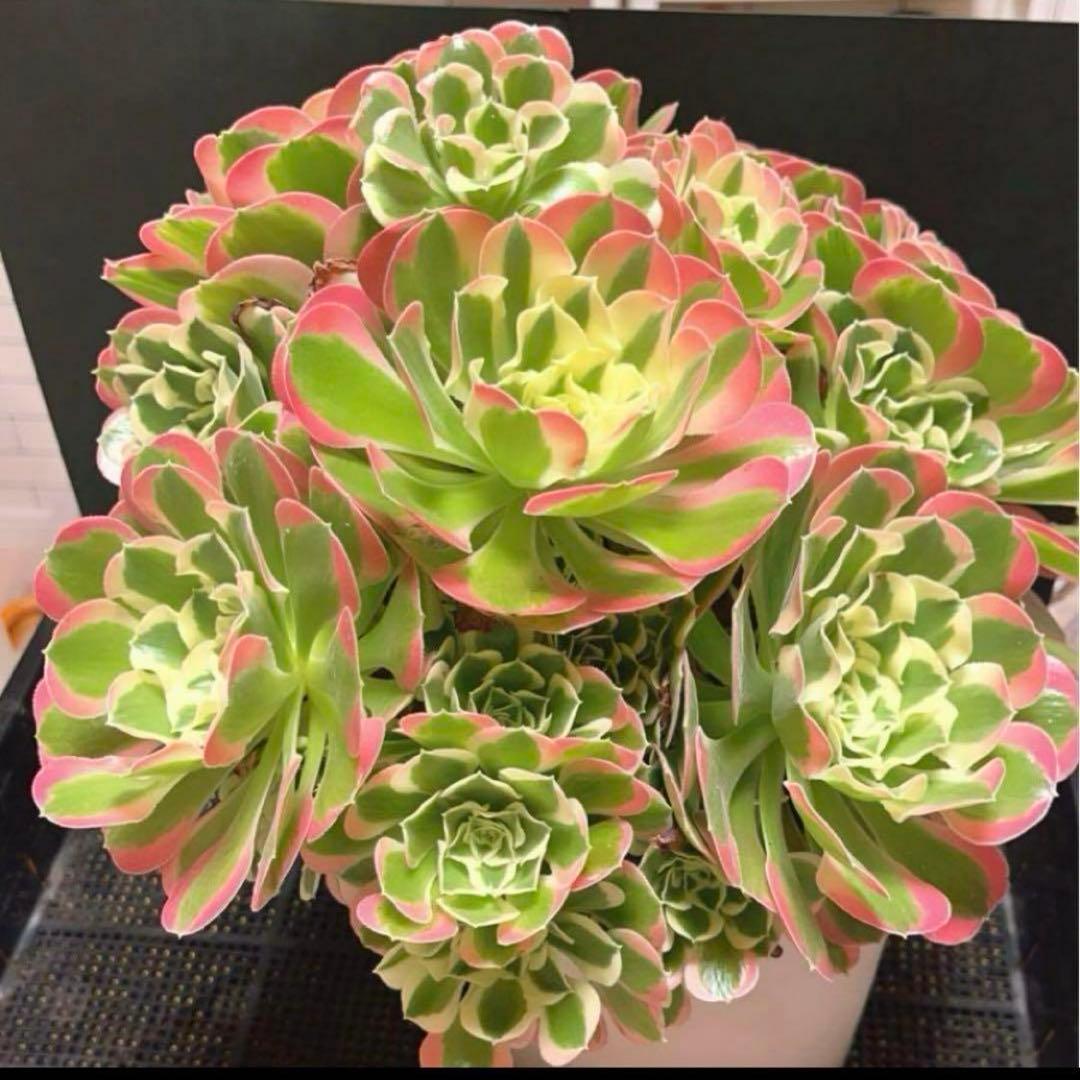 ❤️アエオニウム錦❤️リバーストーン❤️ 状態画像