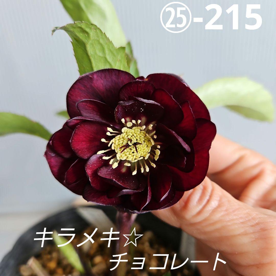 nile様ご購入苗㉕-215クリスマスローズ