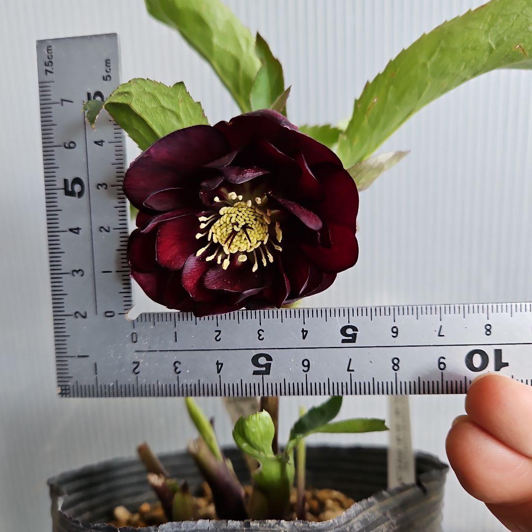 nile様ご購入苗㉕-215クリスマスローズ