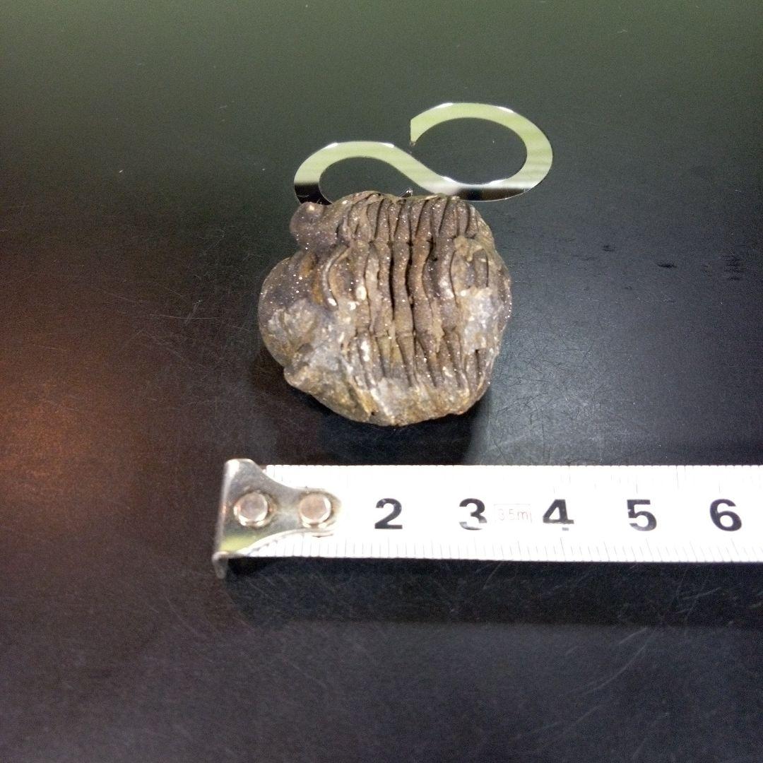 三葉虫　化石　ボリビア産　南アメリカ　trilobite　南米産fossil⑤