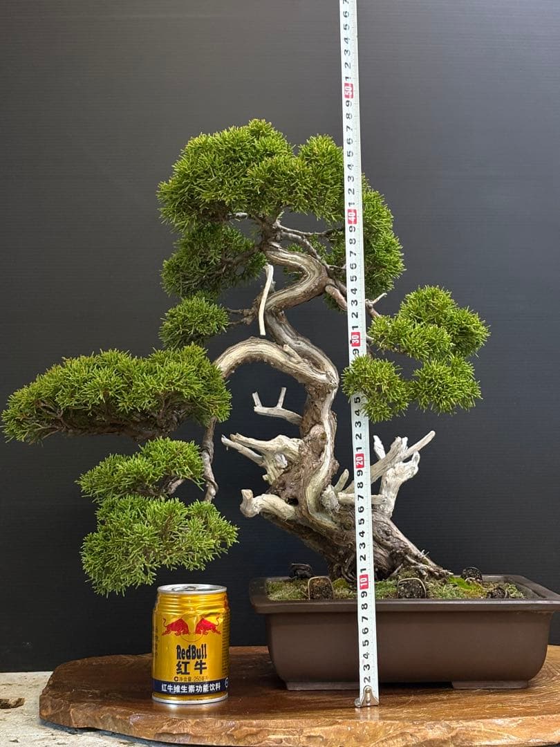 [盆栽]真柏/模様木
