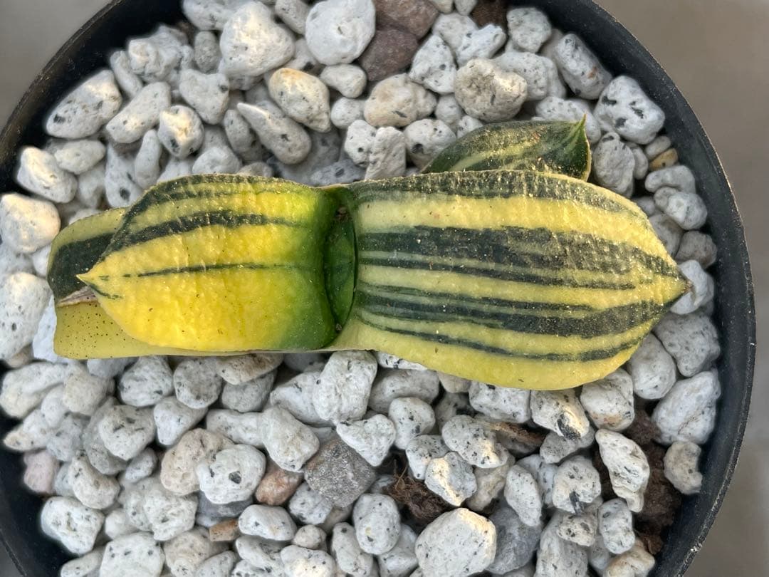 ガステリア 臥牛錦 3点セット