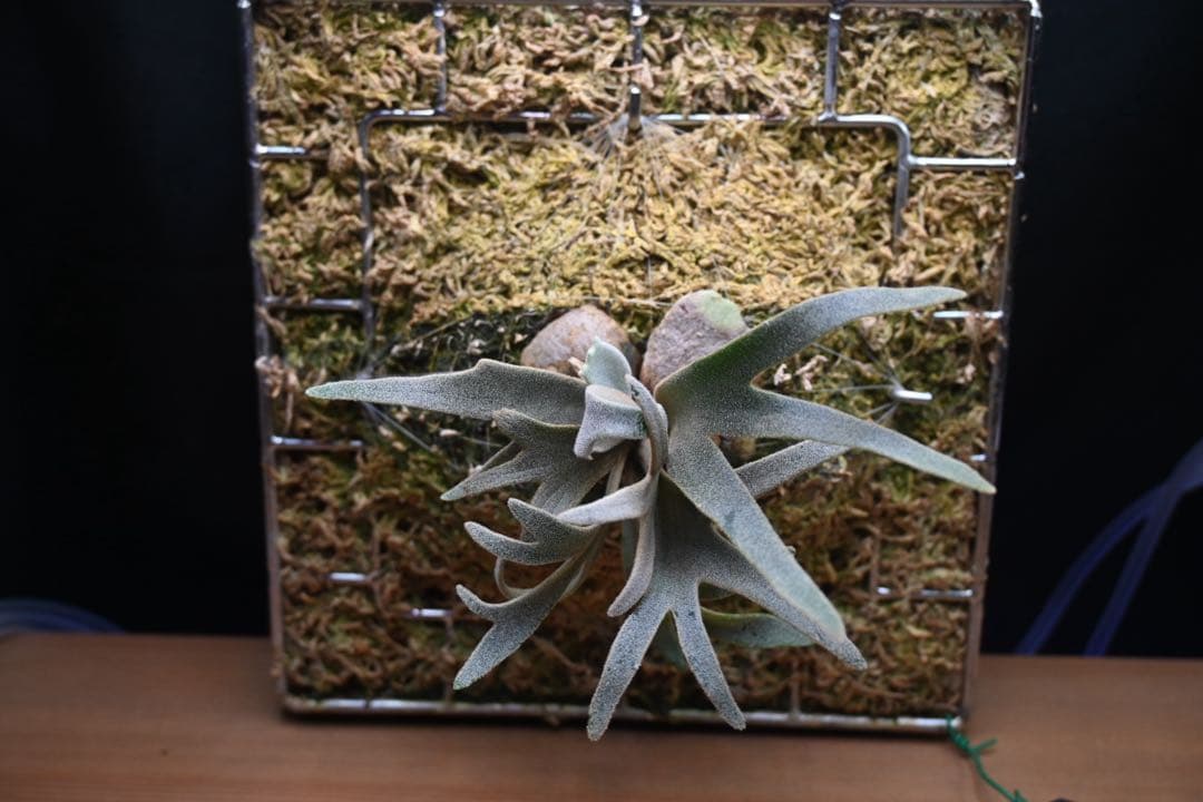 ビカクシダ　willinckii dwarf