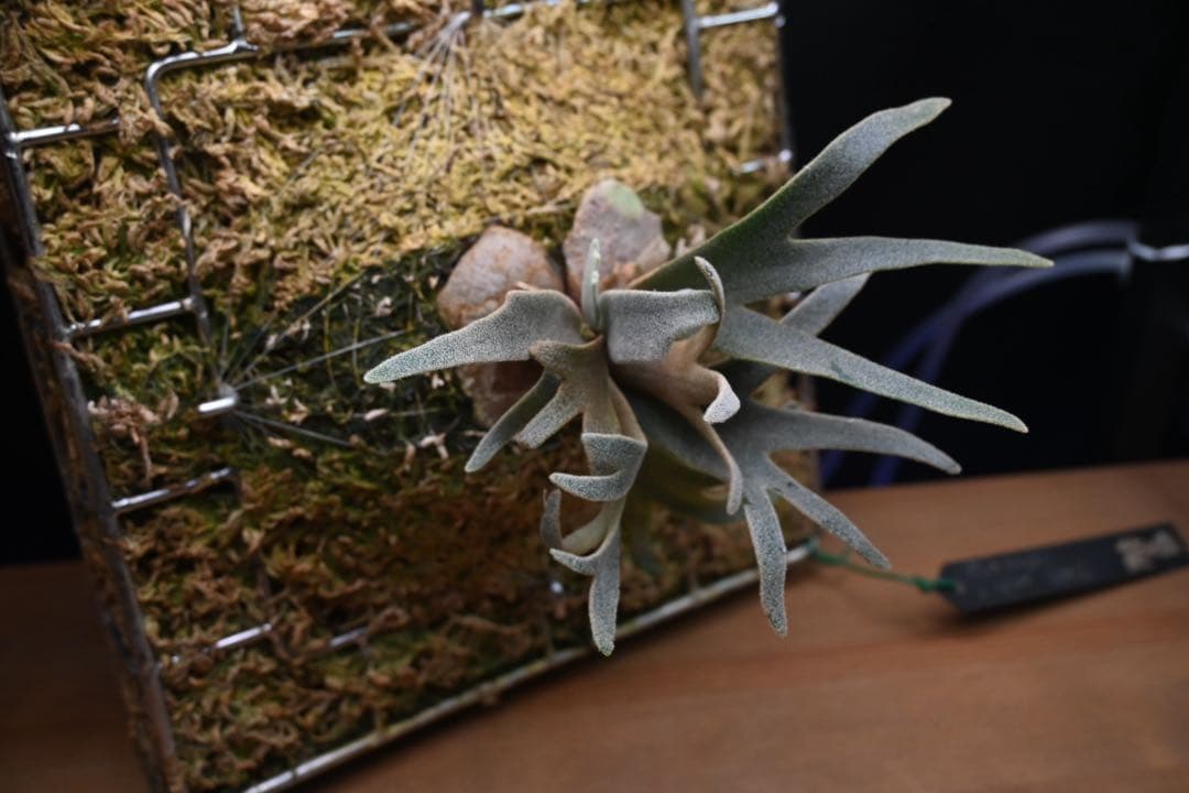 ビカクシダ　willinckii dwarf