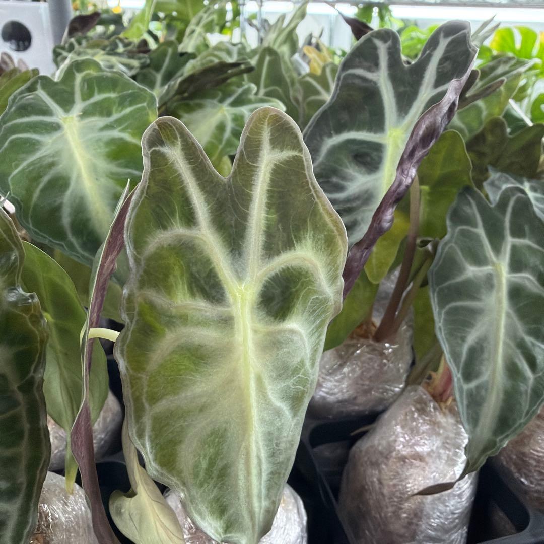 アロカシア ヴェノム Alocasia 'Venom' s50、m50