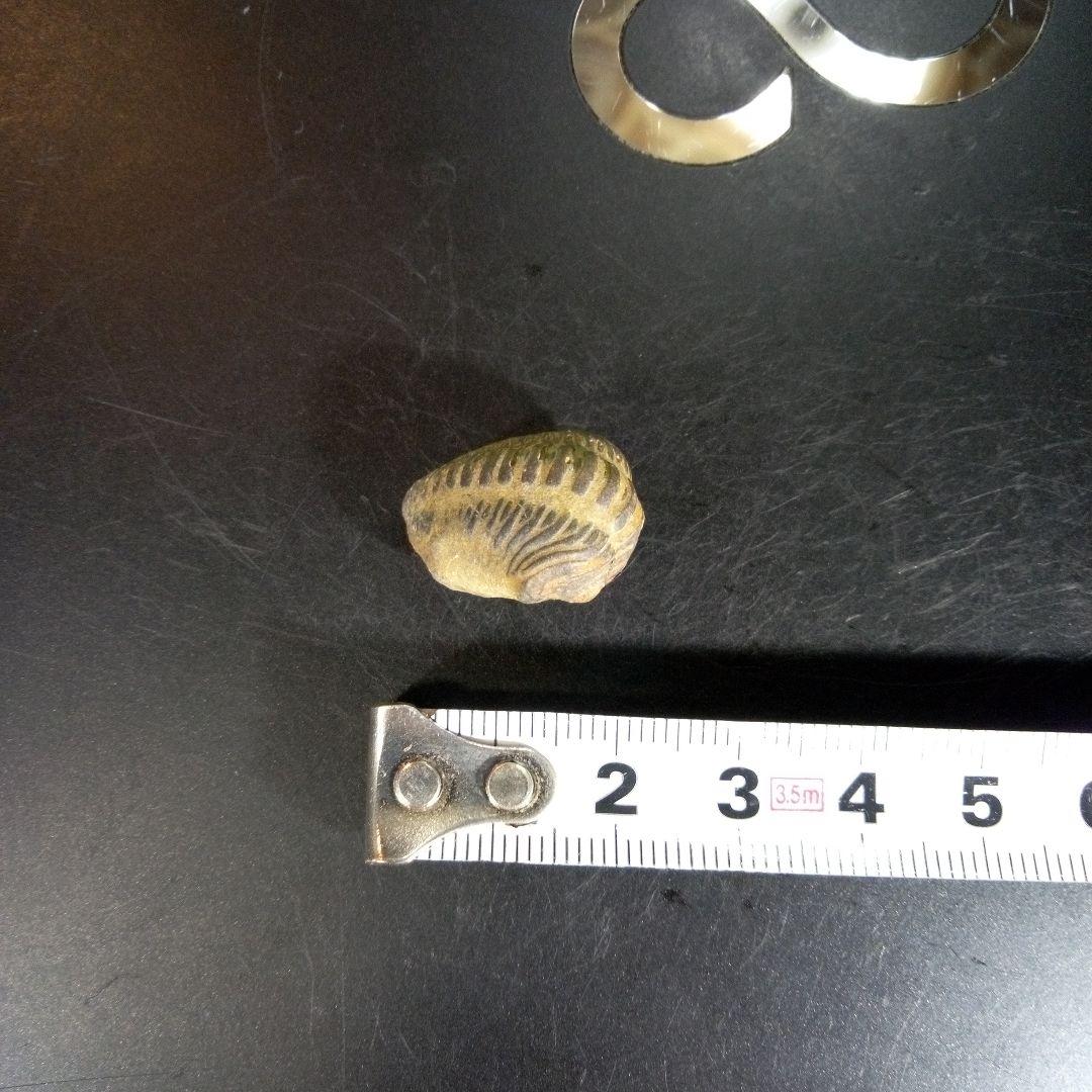 三葉虫　化石　fossil　ボリビア産　trilobite　ノジュール種類⑦