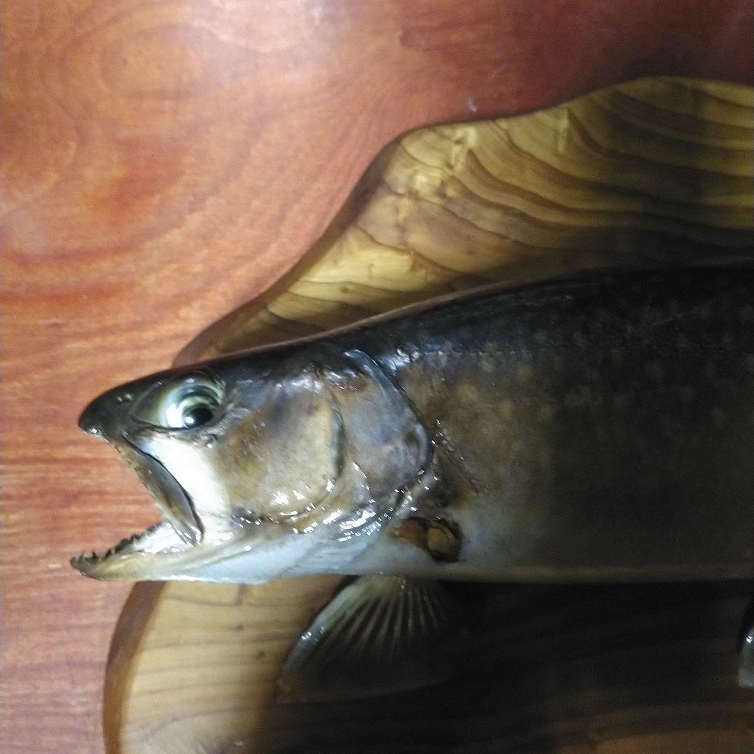 イワナの魚の剥製（木製台座き）