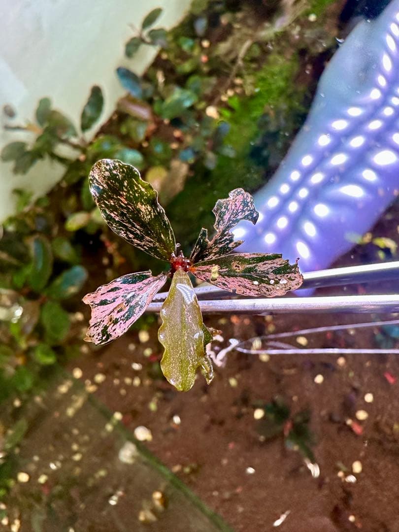 水草 Ayumi