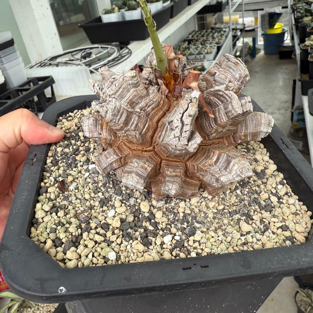 多肉植物 アフリカ亀甲竜 真丸！美株 11.5cmぐらい 宅急便鉢そのまま発送