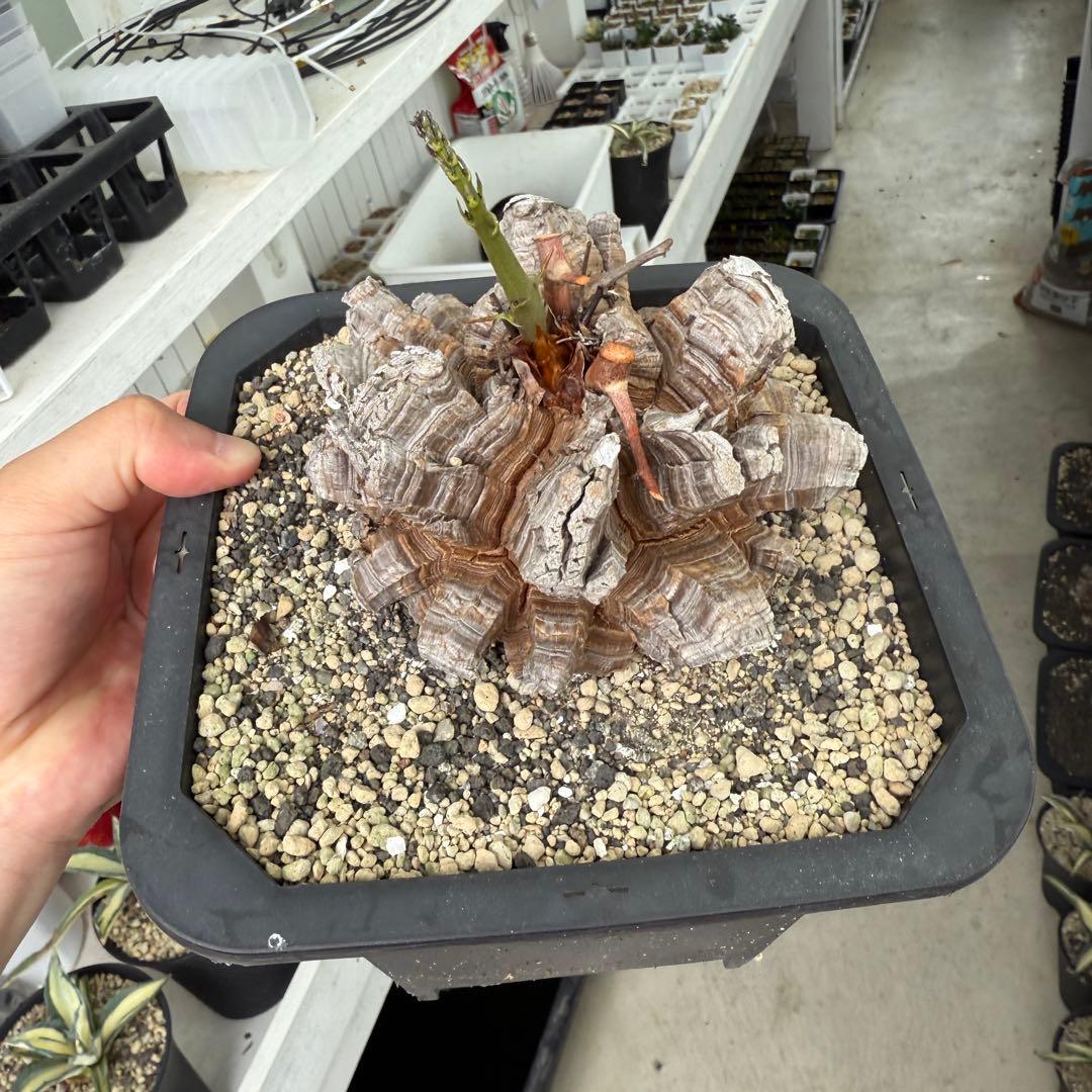 多肉植物 アフリカ亀甲竜 真丸！美株 11.5cmぐらい 宅急便鉢そのまま発送