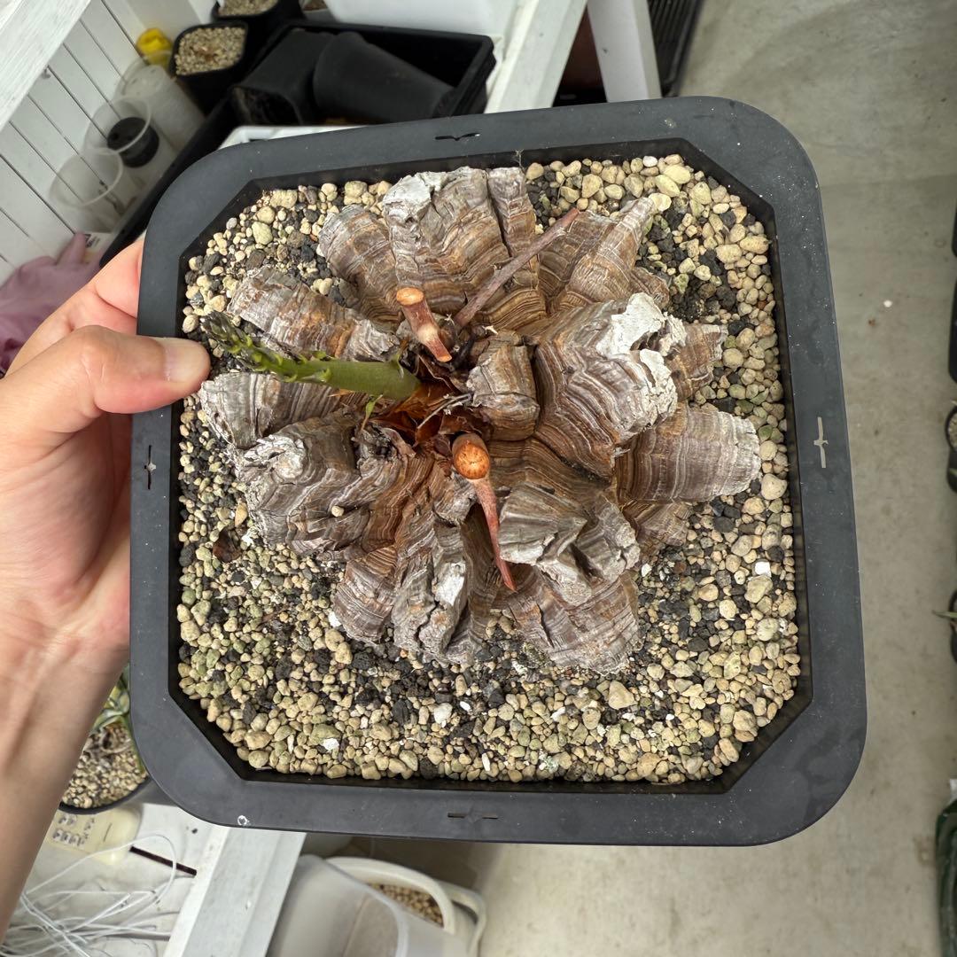 多肉植物 アフリカ亀甲竜 真丸！美株 11.5cmぐらい 宅急便鉢そのまま発送