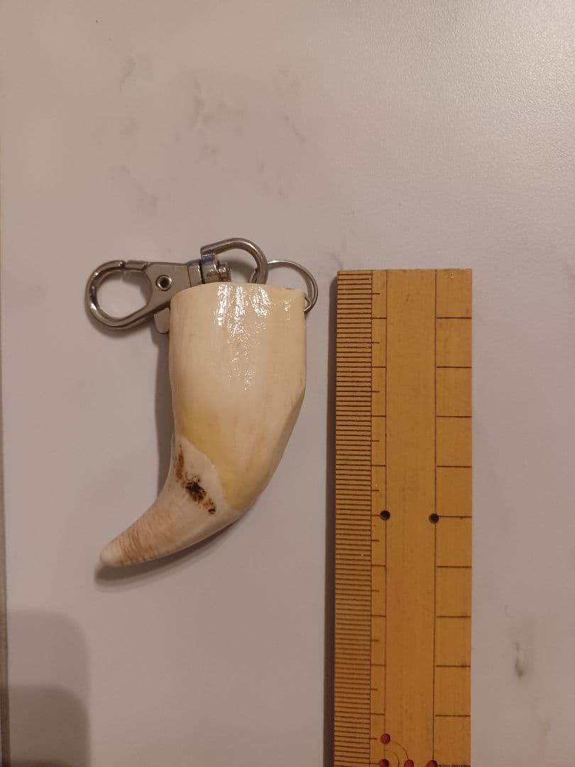 本物天然ヒグマの牙キーホルダー 約6cm
