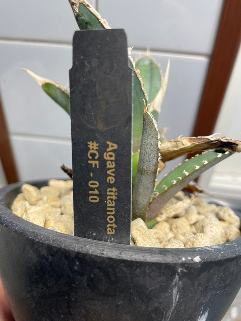 アガベ チタノタ　CF-010 plants by the core