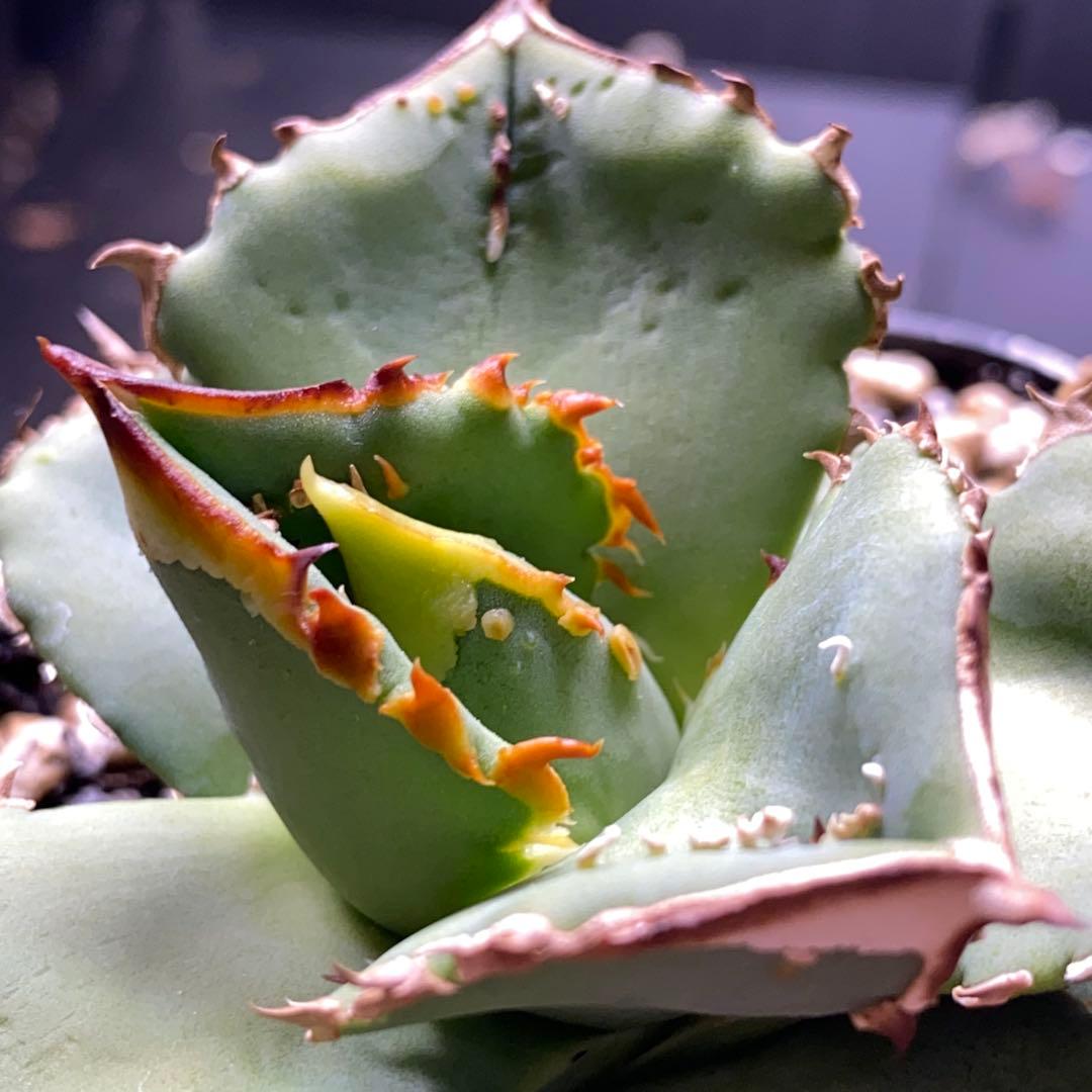 アガベ　鰐亀　表裏　ブツブツ　トゲトゲ　バンド幅も来てます