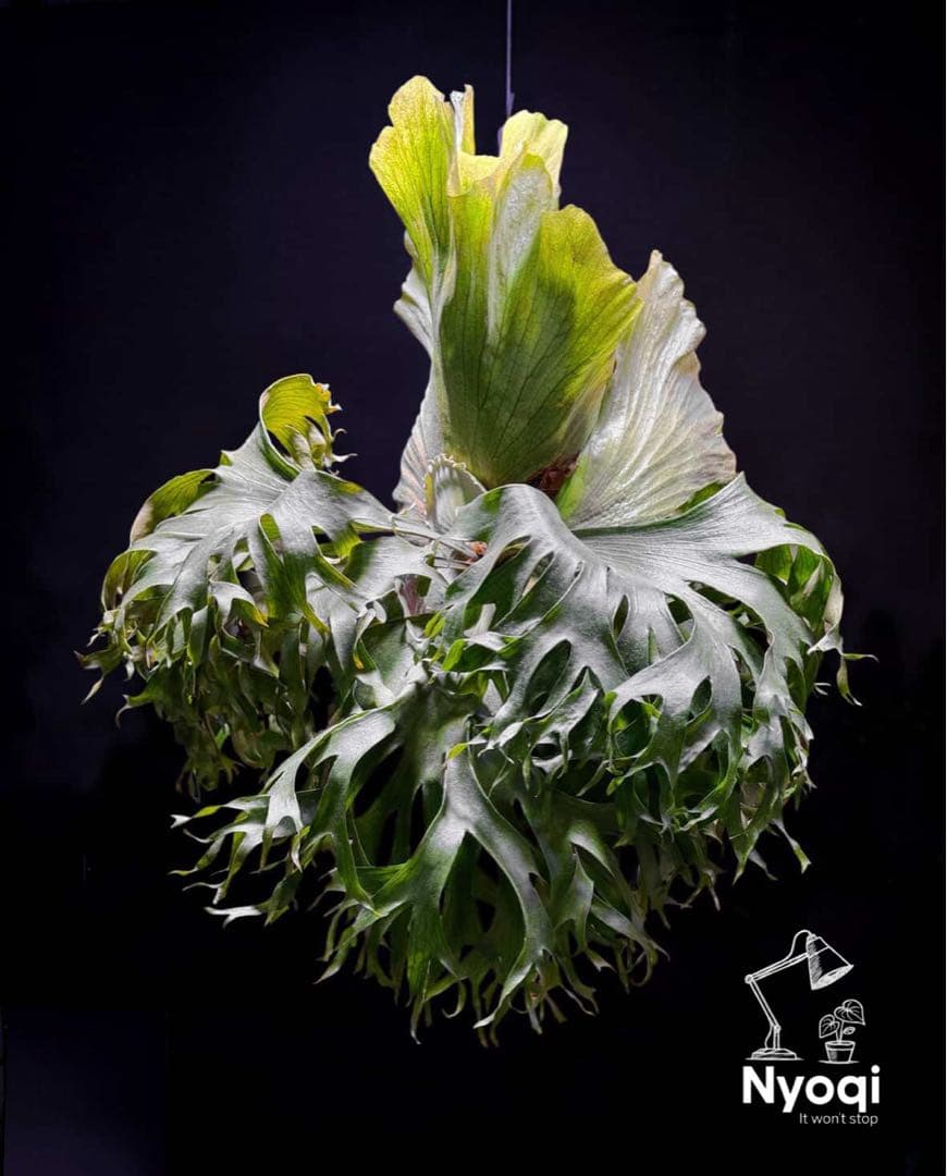 P. hillii coronarium Flamenco 【M-32】