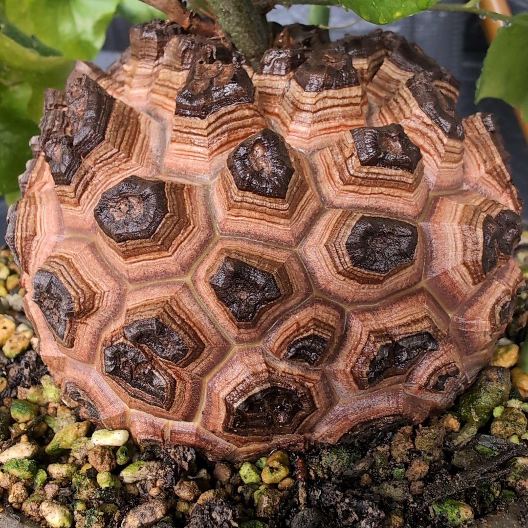実生Dioscorea elephantipes アフリカ亀甲竜　鉢径16センチ
