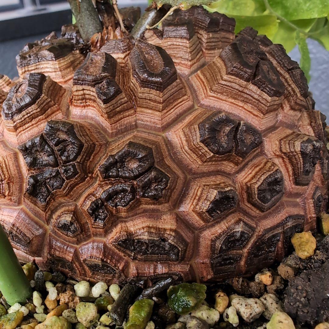 実生Dioscorea elephantipes アフリカ亀甲竜　鉢径16センチ