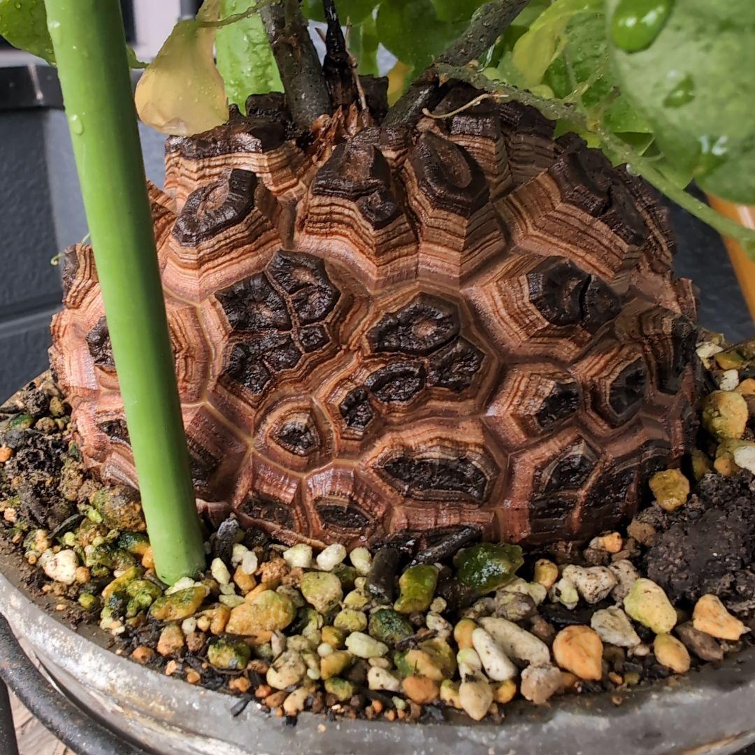 実生Dioscorea elephantipes アフリカ亀甲竜　鉢径16センチ