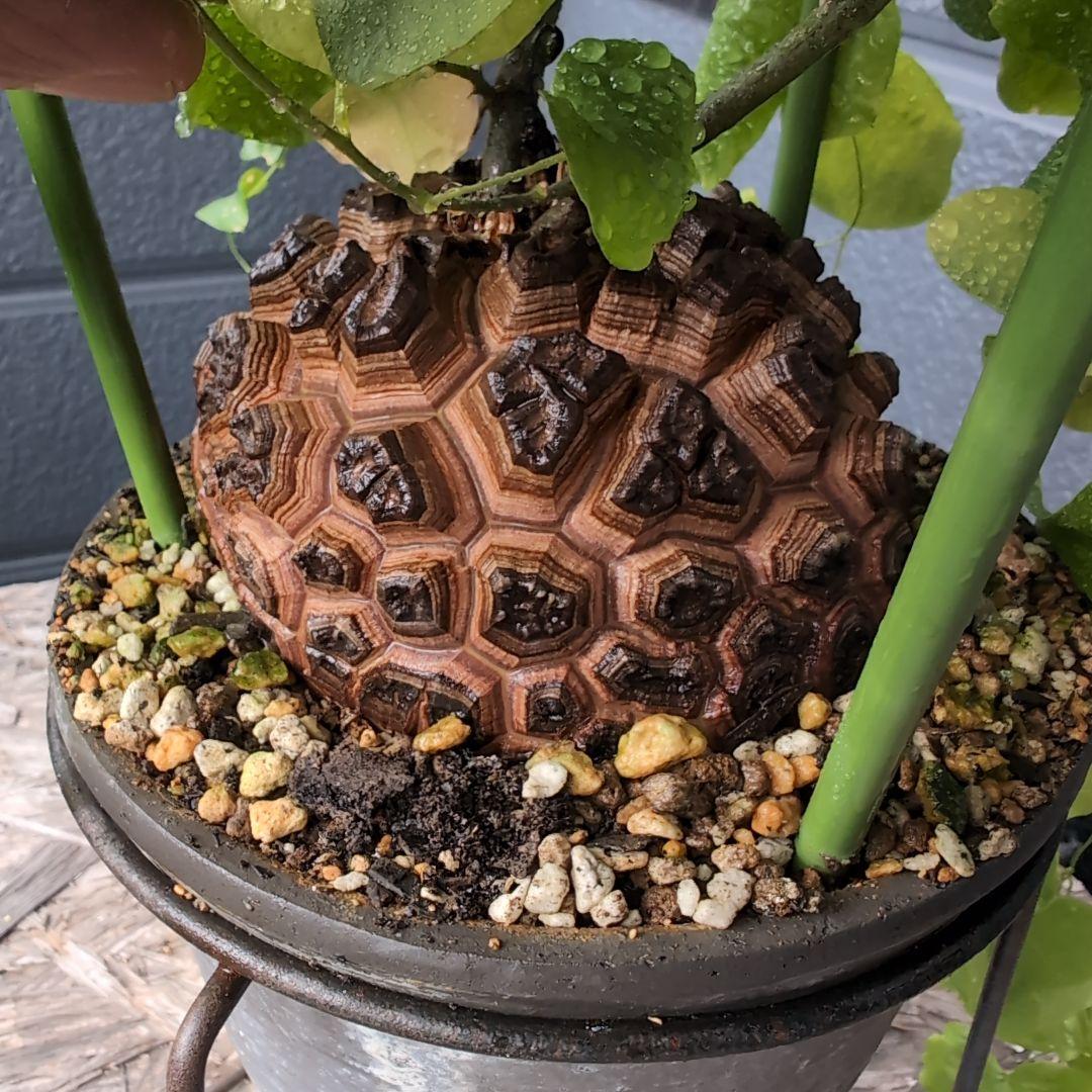 実生Dioscorea elephantipes アフリカ亀甲竜　鉢径16センチ