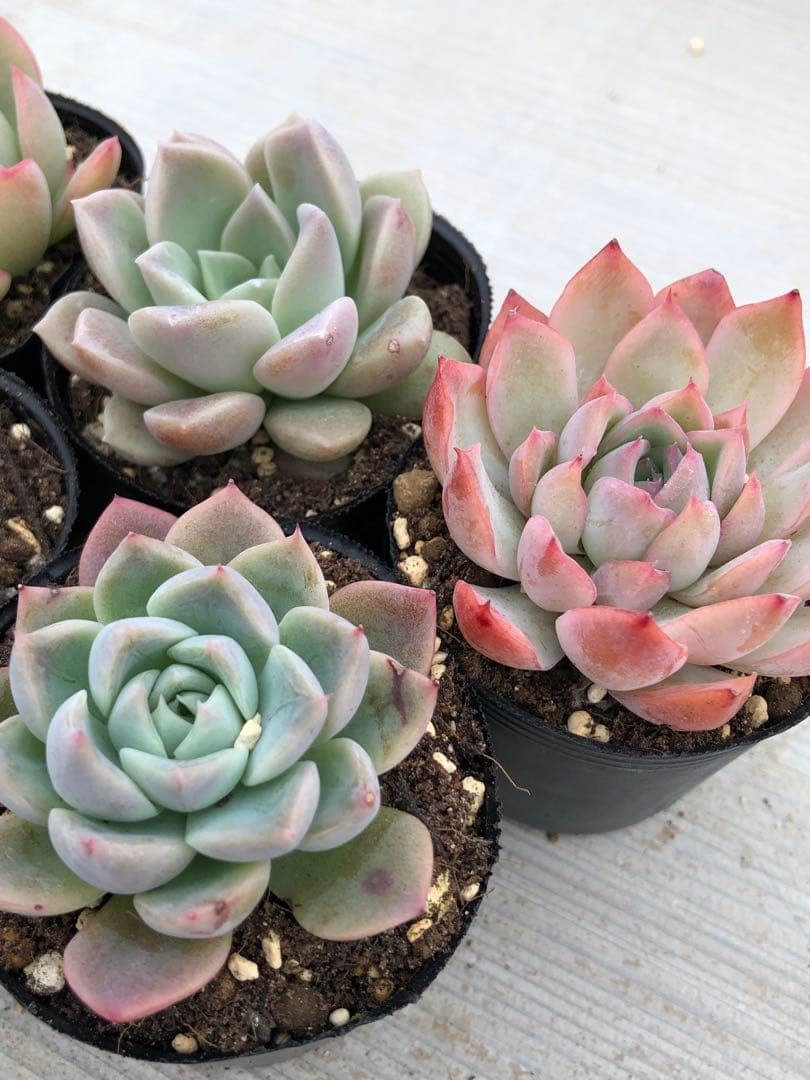 多肉植物 5品種♡抜き苗セット